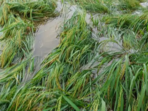 गोवर्धन में बारिश से धान की फसल बर्बाद पानी में डूब गई धान की फसल कटाई में खर्च हो रहे दोगुने रुपए