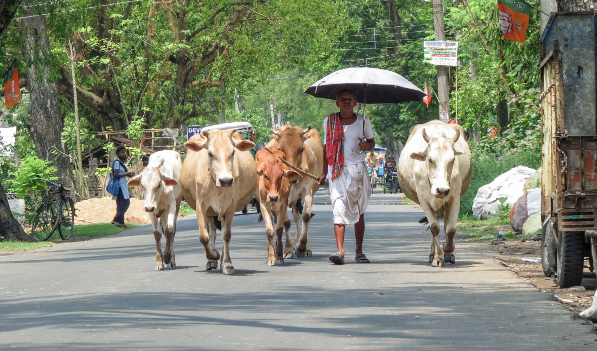 Bihar: पशु एवं मत्स्य संसाधन विभाग ने कहा, इस माह इन बातों का ख्याल रखें पशुपालक