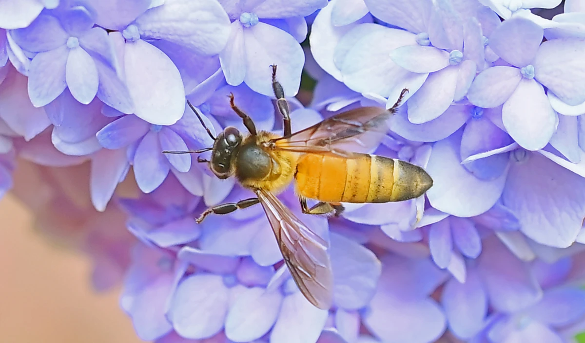 शहद उत्पादन में देश का चौथा सबसे बड़ा उत्पादक राज्य बना बिहार