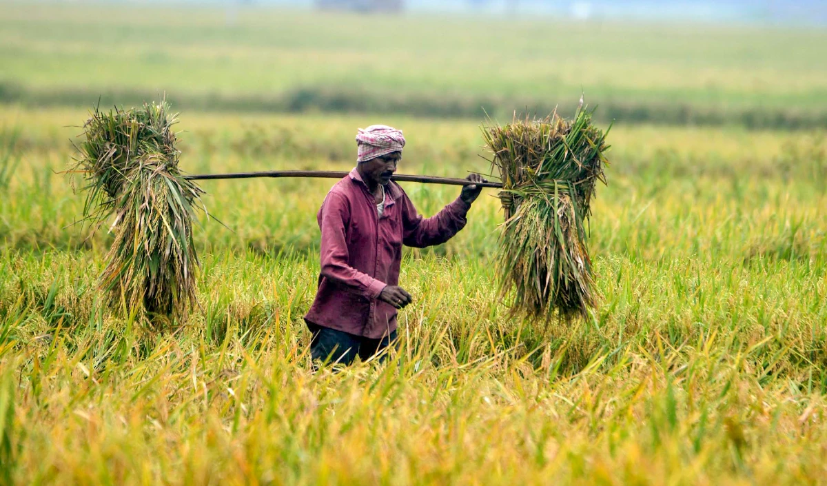 Bihar: धान की फसल से खरपतवार हटाने के लिए खास रसायनों का करें छिड़काव