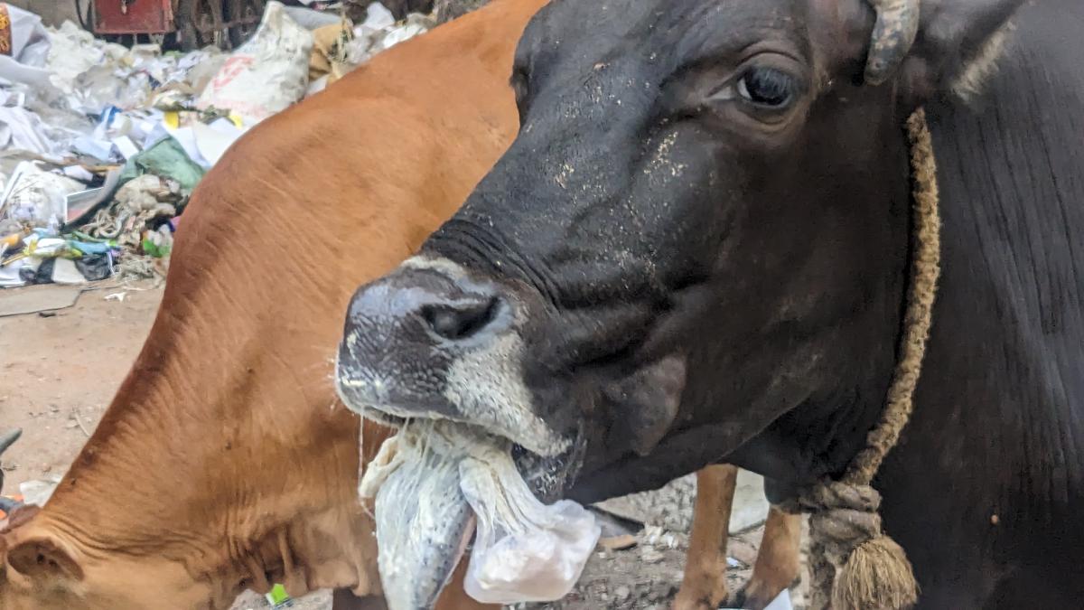 महाराष्ट्र: एक व्यक्ति ने घायल गाय की फोटो खींची, गाय चोर के संदेह में गौरक्षकों ने कर दी उसकी पिटाई