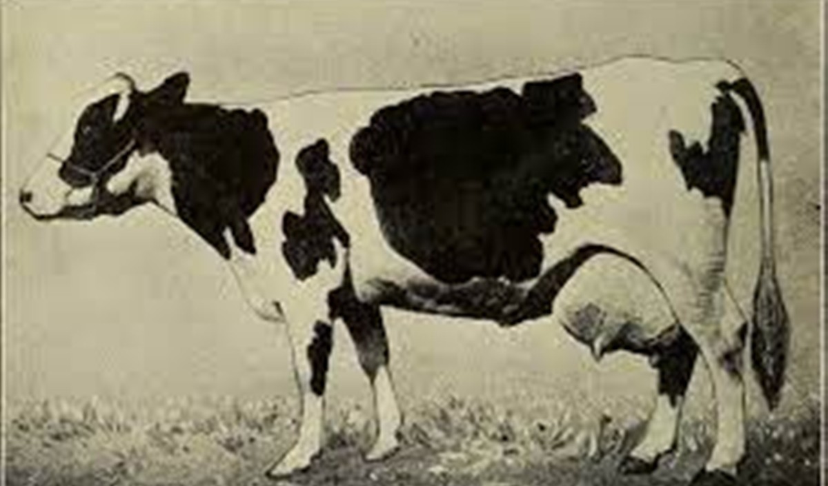 मवेशियों में एलएसडी के प्रसार पर केंद्र की नजर ​​गुजरात राजस्थान भेजी गईं टीमें