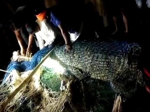 क्‍या आपने कभी 150 किलो का 12 फीट लंबा मगरमच्‍छ देखा है?