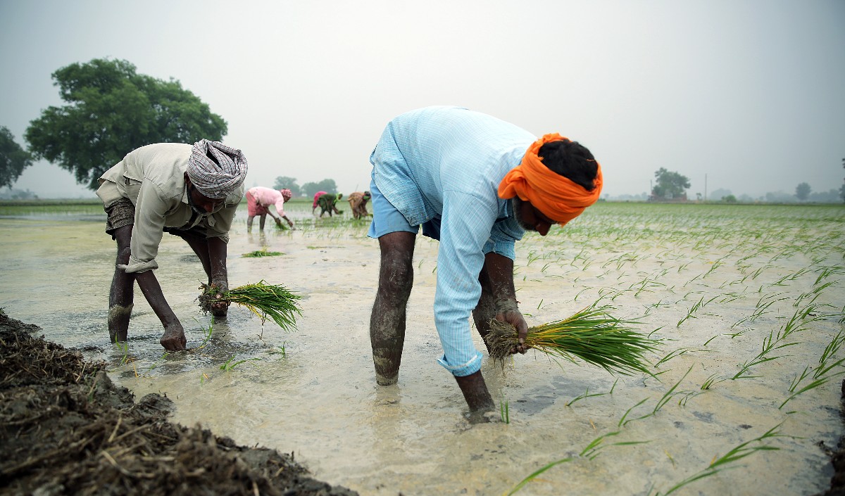 कुछ हिस्सों में कम बारिश से धान की बुवाई 24% तिलहन की बुवाई 20% घटी: सरकारी आंकड़े।