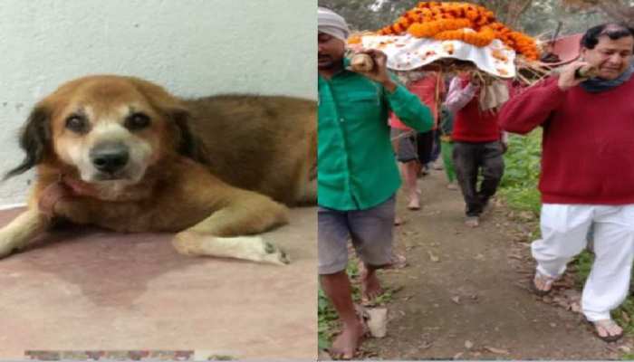 कन्नूर में 2 छात्रों और महिला के पीछे पड़ा आवारा कुत्तों का झुंड देखकर छूट जाएगी कंपकंपी