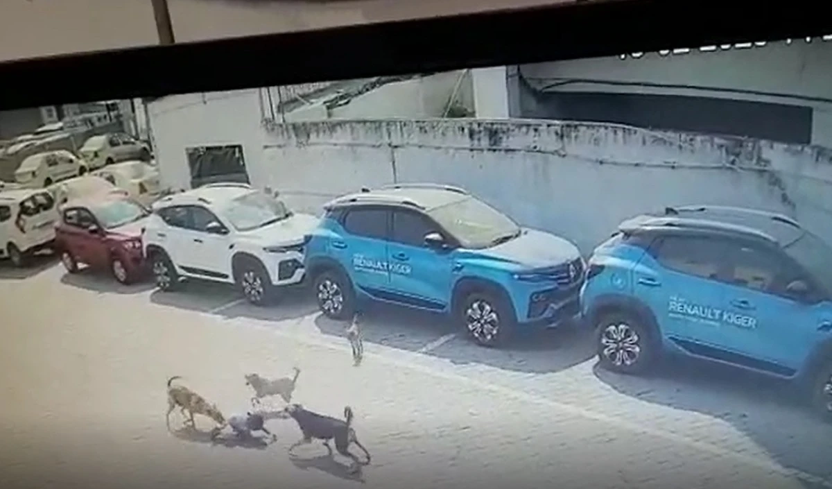 हैदराबाद: CCTV में आया रूह कंपा देने वाली घटना, 4 साल के मासूम को गली के कुत्तों ने नोच-नोच कर मार डाला