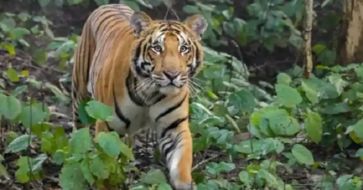 राजस्थान से आकर मप्र में एक झोपड़ी में घुसे बाघ ने फोटोग्राफर को घायल किया