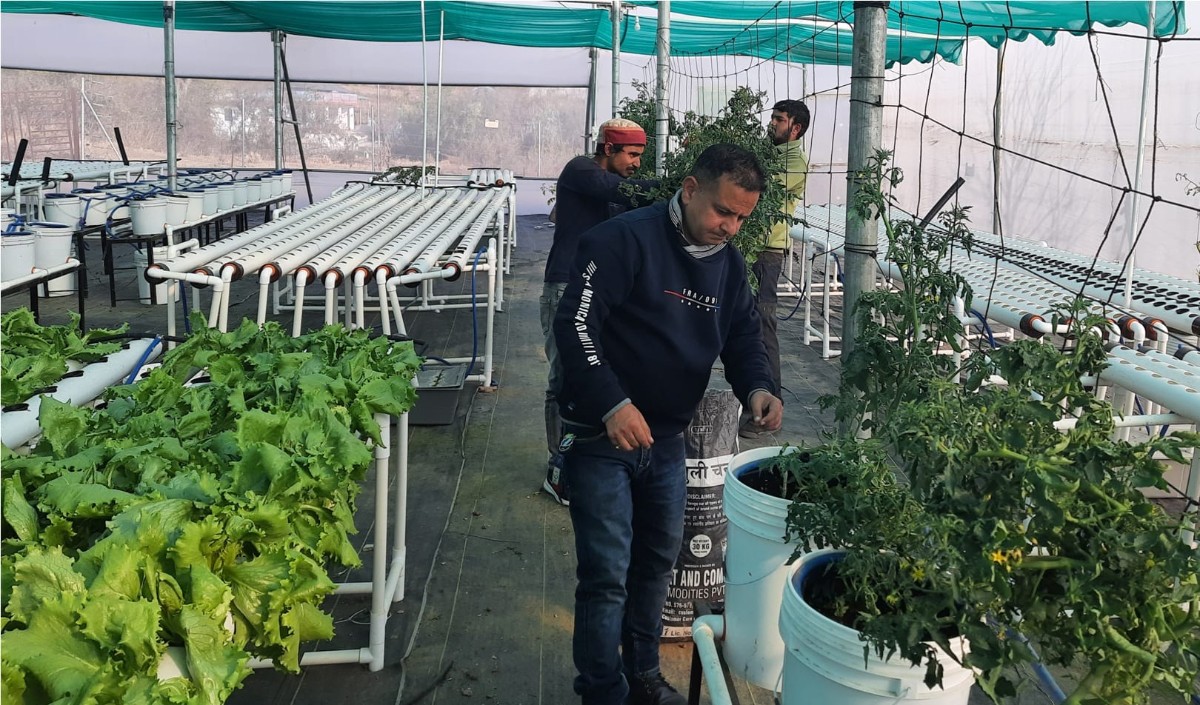 कॉर्पोरेट सेक्टर की नौकरी छोड़ हाईड्रोपोनिक्स खेती से 50 हजार महीना कमा रहे नवीन शर्मा