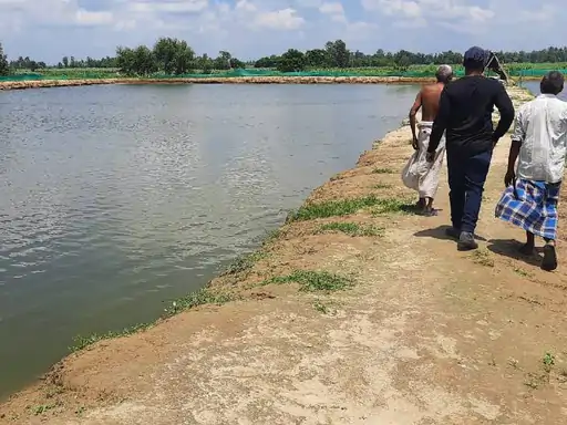 मछली पालन कर किसान से बना कारोबारी मेरठ में युवक ने पॉयलेट प्रोजेक्ट के तौर पर शुरू किया फिशिंग कल्चर