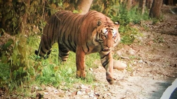 Lakhimpur Khiri: सात साल के बाघ का अवशेष मिला, जांच शुरू